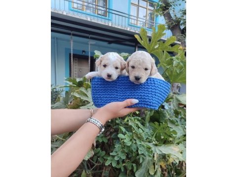 Dışı erkek safkan maltıpoo yavrularımız