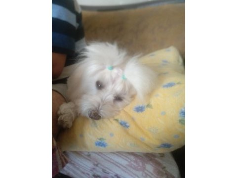 Güzeller güzeli maltese lilami sahiplendiriyorum