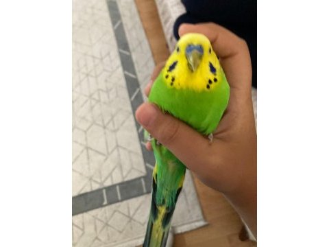 Jumbo çift konuşan muhabbet kuşu