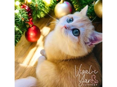 British golden shorthair ny12 kızım