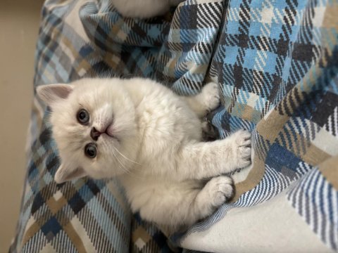 British shorthair lynx point