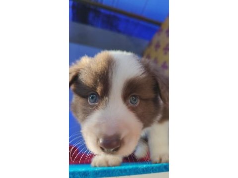 Orjinal border collie yavrularımız