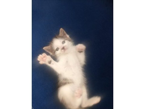 Acil ücretsiz sahiplendirme kedimiz