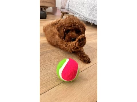 Dişi toy poodle sahiplendirme (ücretli)