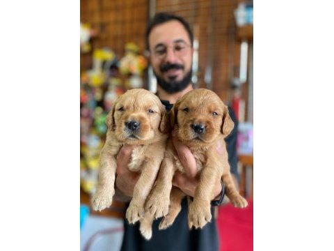 Bebek yüzlü golden retriever a kalite ırk