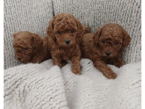 Aşılı pasaportlu toy poodle yavrularımız