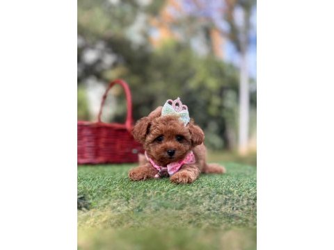 Orjinal teacüp yavrumuz dora
