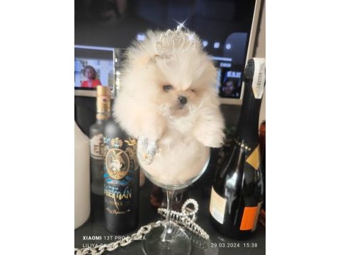 Pomeranian boo ayı surat