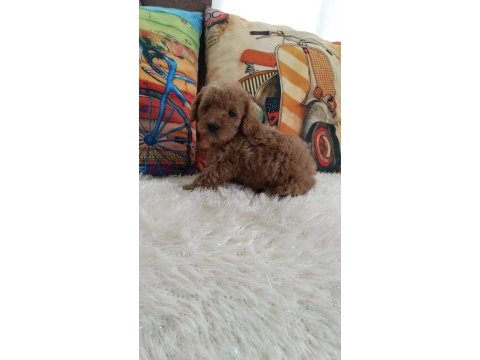 Toy poodle yavrularımız