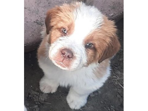 Sarkan st bernard yavrular