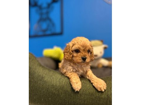 Babyface ırk garantili maltipoo bebeklerimiz