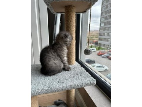 2 aylık dişi scottish fold