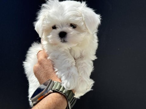 Petmode köpek çiftliğinden tea cup kore maltese
