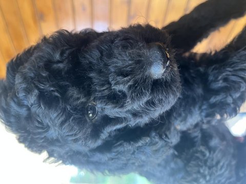 Standart poodle