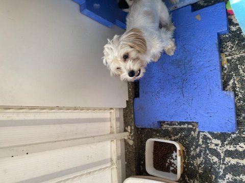 Sevgi pıtırcığı terrier