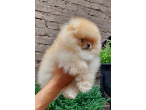 Kim pomeranian teddy bear istemez ki