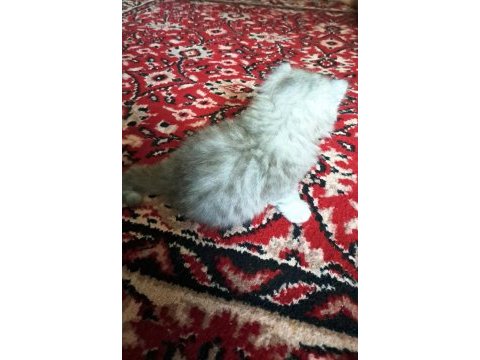 British longhair erkek