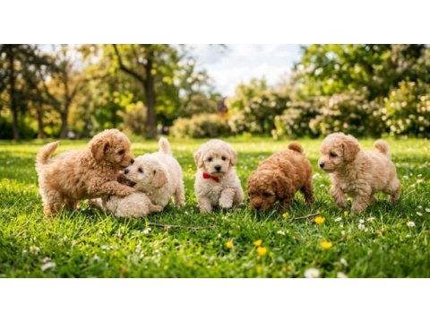 Kore yetişkin ve toy poodle bebekler