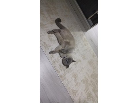 British shorthair blue point kedi sahiplendirilecektir