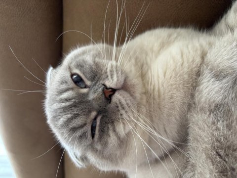Scottish fold yakışıklıya sıcak yuva aranıyor