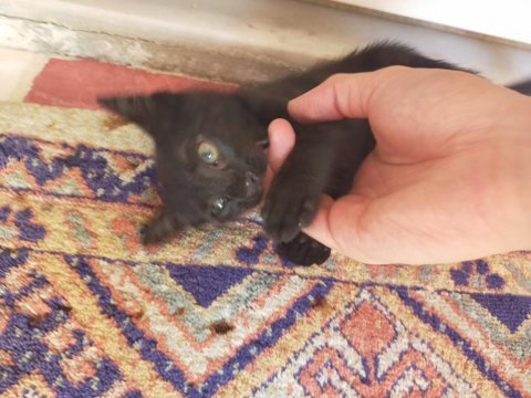 3 aylık dişi sağlıklı bombay kedisi kadriye