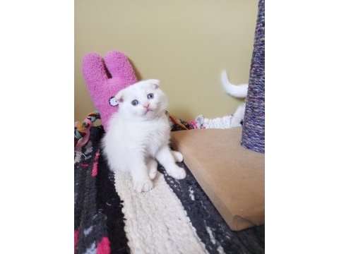 Pofuduk scottish fold white