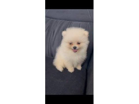 Yavru pomeranian