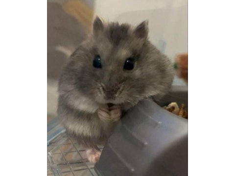 Hamster-gonzales yavrularımız heryere gönderim