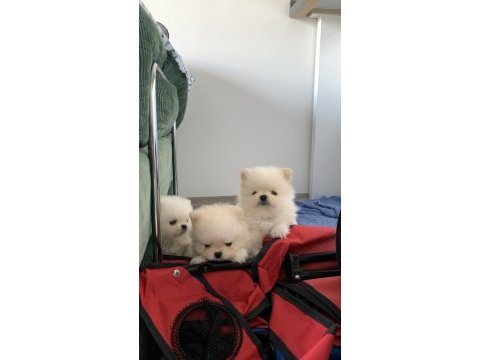 Ayı kafa ayı burun pomeranian boo yavrular - izmir
