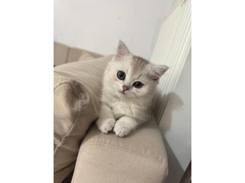Güzeller güzeli british shorthair yavrular