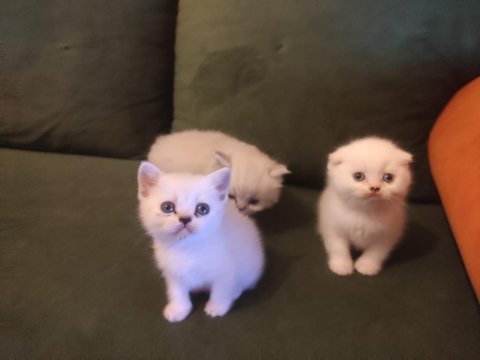 1.5 aylık 4 yavru scottish fold