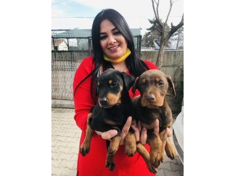 Üst kalite king doberman yavrularım