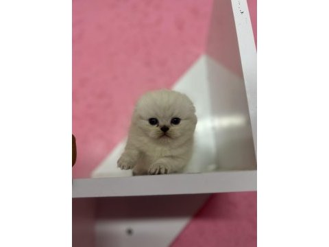 Güzeller güzeli blue point scottish fold yavrularımız