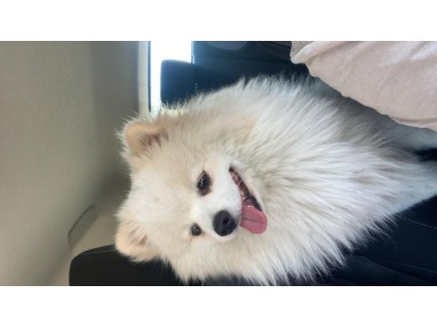 Pomeranian erkek uysal 1 yaşında