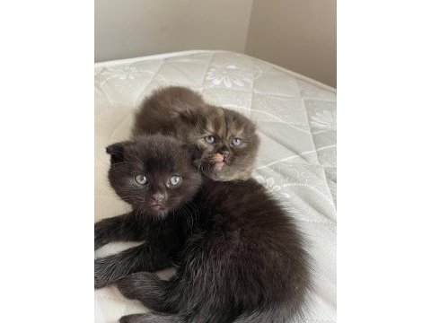 Siyah scottish fold