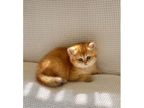 Safkan golden ny12 zümrüt gözlü dişi bebek kedimiz