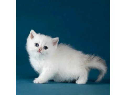 Bem beyaz silver british shorthair ns1133