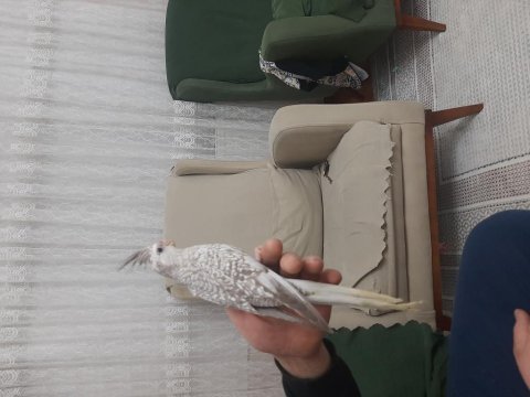 3.5 aylık sultan papağanı