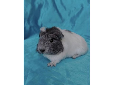 Gineping zonguldak petshop