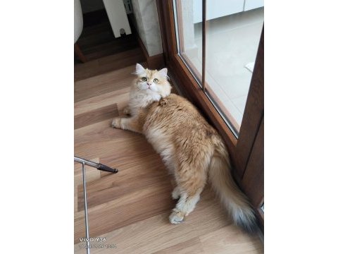 N11 british longhair oğluma eş arıyorum