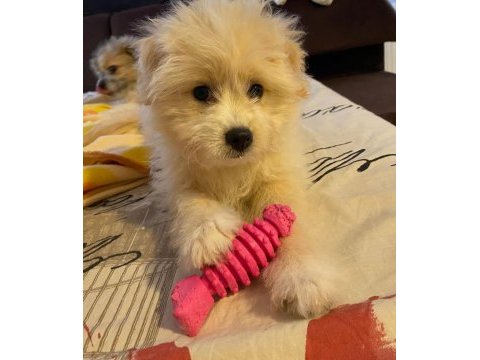 Havanese terrier ile foxy pomeranian kırması