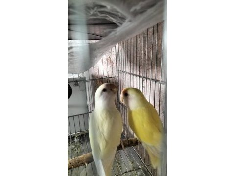 Takım sevda papağanı