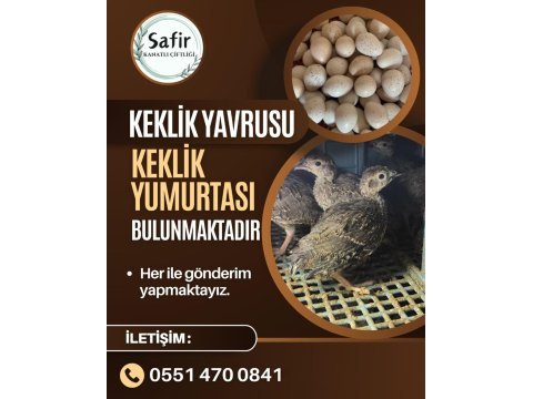 Keklik palazı ve kuluçkalık keklik yumurtası