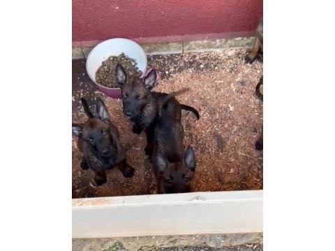 Belçika malinois yavrularımız