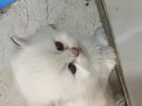 Dünyalar tatlısı gold british longhair yavrularımız 