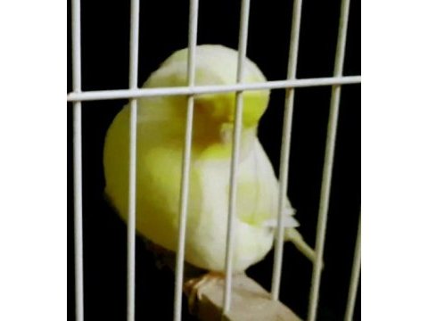 Kanaryalar için açıklamaları okuyalım