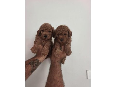 Toy poodle yavrularımız