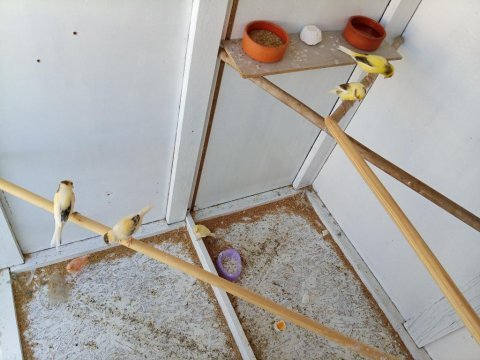 2 aylık kanaryalar