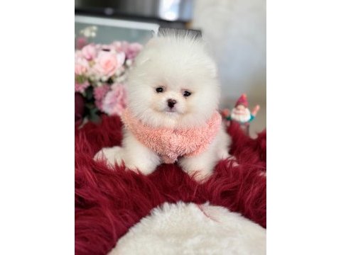 Teacup ayıcık pomeranian
