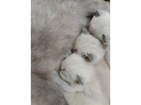 British shorthair scottish fold longhair yavrular